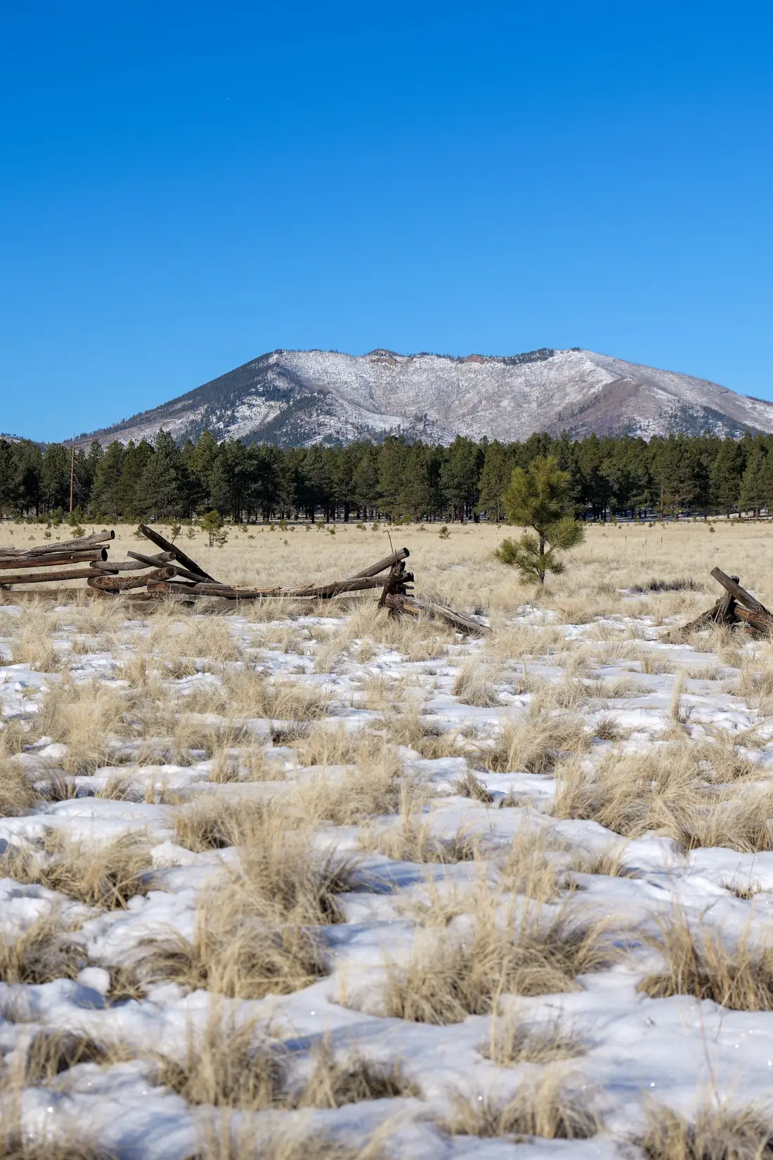 Snow-capped peak beyond a snowy meadow and pine forest north of Flagstaff