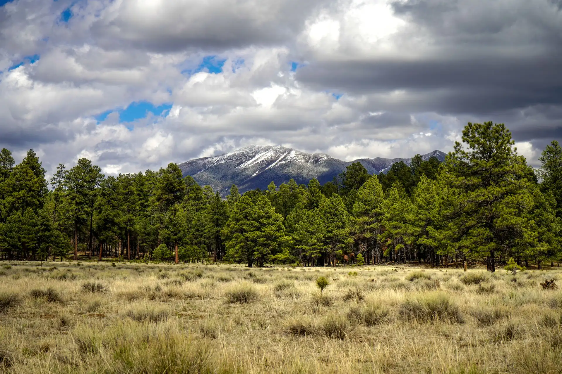 Snow-capped San Francisco Peaks rising above pine forest and a grassy meadow near Flagstaff