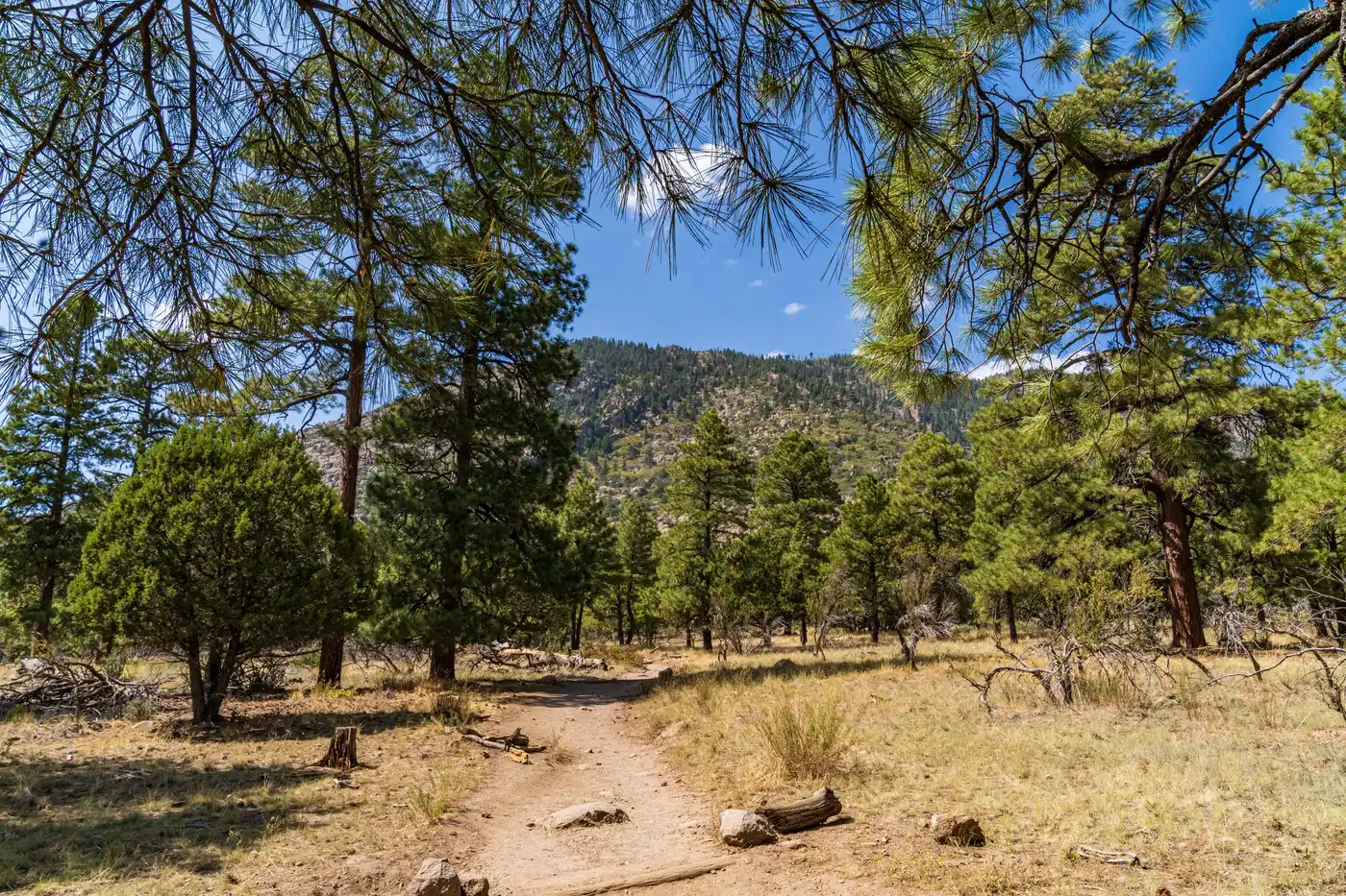 Trail through tall ponderosa pines on a sunny day south of Flagstaff